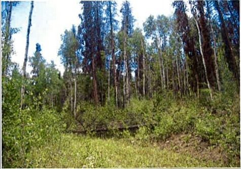 SHADOW MOUNTAIN RANCH